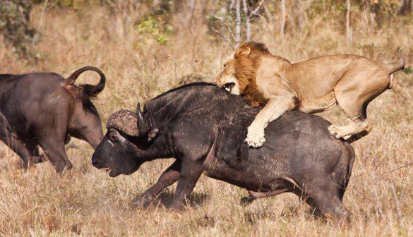 Why Enemies Are So Important In Team Building