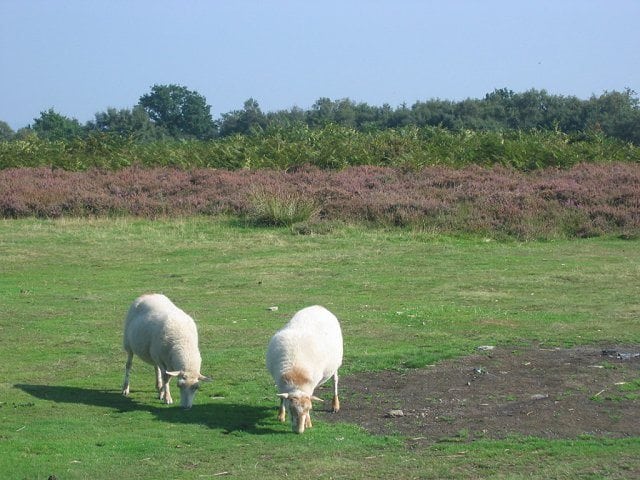 The tragedy of the common shareholder